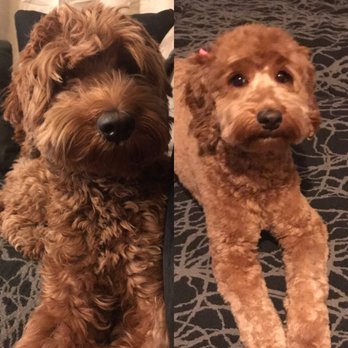 Puff & Fluff Grooming - Uptown - Pet Groomers Near Me - Phoenix, Arizona