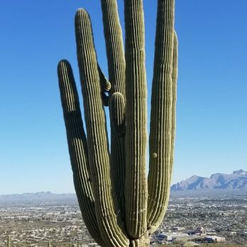 Tumamoc Hill - Beautiful cactus on Tumamoc - Hiking Near Me - Tucson, Arizona