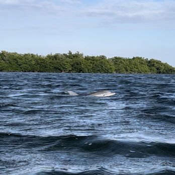 Flamingo Adventures - Boating Near Me - Homestead, Florida Flamingo Adventures - Boating Near Me - Homestead, Florida