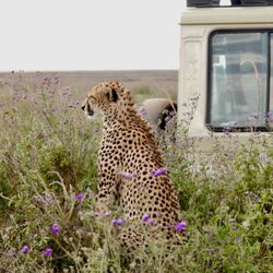 Destined To Travel - Even Chetahs love us