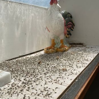 Petti Pest Control - termite swarmers - Pest Control Near Me - Charles Town, West Virginia