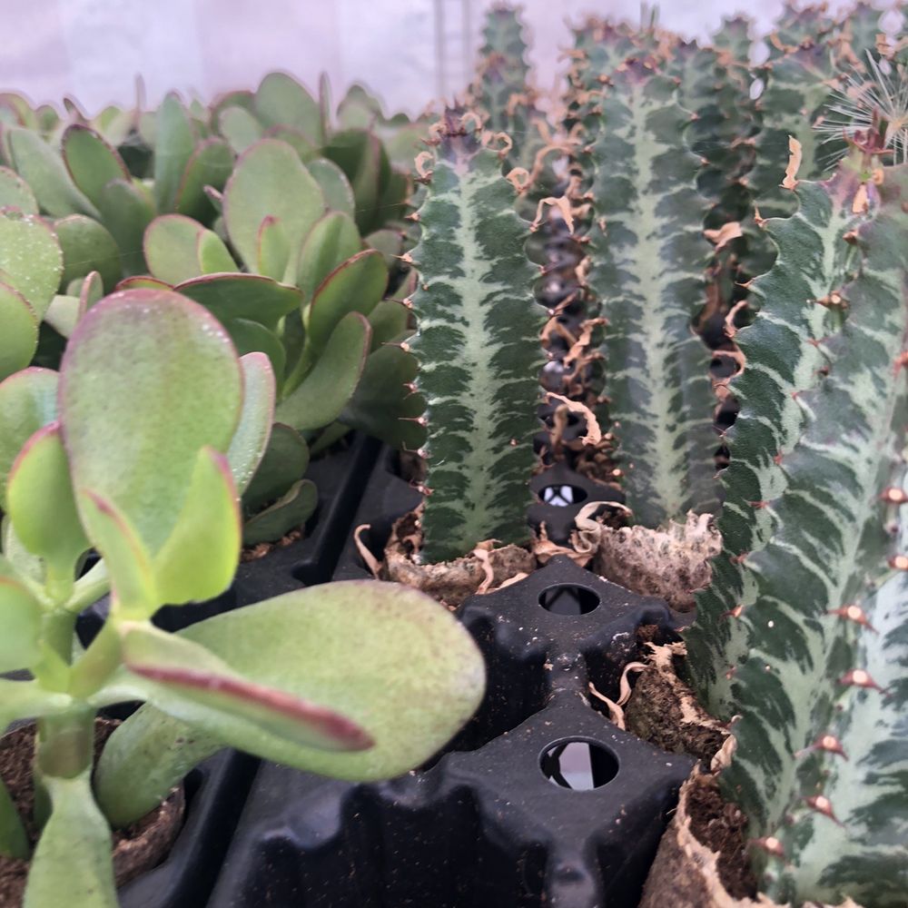 The GardenMart - Nurseries & Gardening Near Me - Hollister, California The GardenMart - Nurseries & Gardening Near Me - Hollister, California