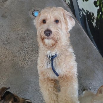 Petrock Hotel And Spa - #BigAppleBrucie is a whole lot of doggo. He loves the people at Petrock. - Pet Sitting Near Me - Encino, California Petrock Hotel And Spa - #BigAppleBrucie is a whole lot of doggo. He loves the people at Petrock. - Pet Sitting Near Me - Encino, California