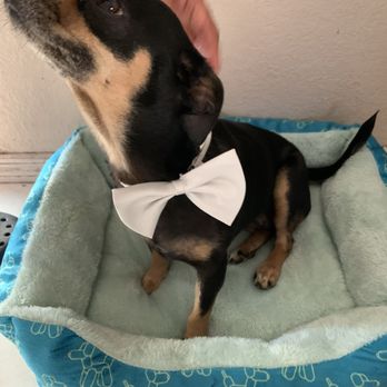 Discount Pets - Pet Groomers Near Me - Anaheim, California