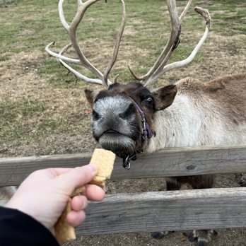 Hardy's Reindeer Ranch - Ranches Near Me - Rantoul, Illinois