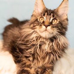 Toropova Kittens Cattery - Playful Trixie: Calico beauty with vibrant patches of color. Trixie's playful antics keep everyone entertained.