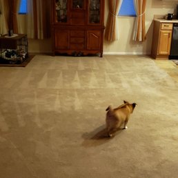 5 paws up from our fur babies. Love the clean carpet and no harsh smells. 5 paws up from our fur babies. Love the clean carpet and no harsh smells.