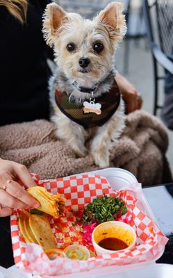 El mariachi birria y tacos by null