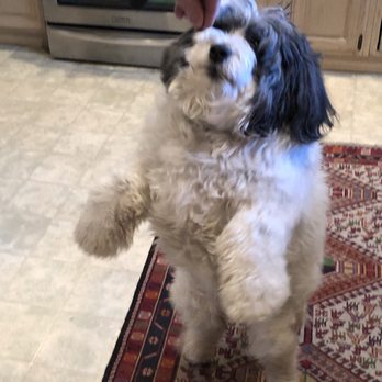 Happy Tails Pet Care - Lacey begs for Alexis and NoVa Pet Nanny all the time! - Pet Sitting Near Me - Wilmington, North Carolina Happy Tails Pet Care - Lacey begs for Alexis and NoVa Pet Nanny all the time! - Pet Sitting Near Me - Wilmington, North Carolina