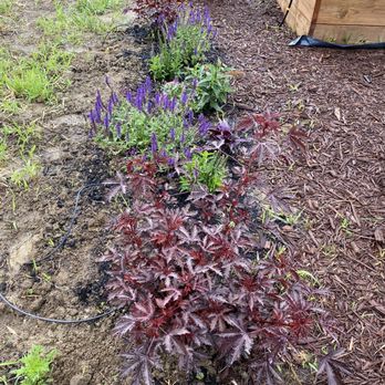 Sherbondy's Garden Center - June 27, 2020 (1 month of growth). - Nurseries & Gardening Near Me - Council Bluffs, Iowa Sherbondy's Garden Center - June 27, 2020 (1 month of growth). - Nurseries & Gardening Near Me - Council Bluffs, Iowa