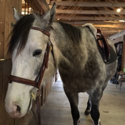 Royal Rock Equestrian Center - Nermal waiting to get exercised!