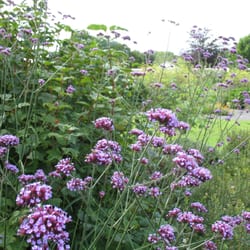 Cowbridge Physic Garden