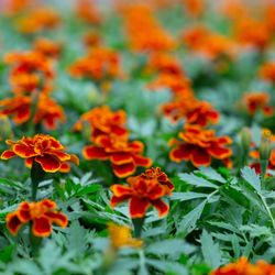 42nd Street Greenhouse - Annuals and hanging baskets