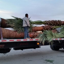 Desert Jool Farms - Loading Truck of Washingtonia Filifera Palms for Deilvery