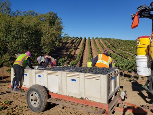 BobDog Wines by null