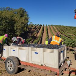 BobDog Winery - Bringing in the grapes.