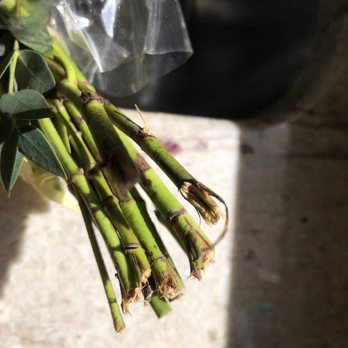 UrbanStems - dried out buts - Florists Near Me UrbanStems - dried out buts - Florists Near Me