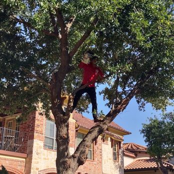 Walmer H Tree Service - Tree Services Near Me