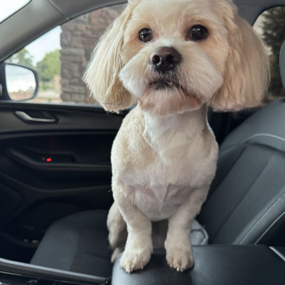 Furry Beginnings - After of course - Pet Groomers Near Me - Gilbert, Arizona