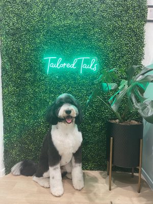 Full Service Grooming - We aim to redefine pet grooming by combining home comforts with top-quality shampoos and modern tools. Our skilled groomers create a relaxed, friendly atmosphere, treating every pet with care and kindness. Our clean, modern salon ensures a stress-free visit for both you and your pet. Check out our happy pets on Instagram and read glowing reviews on Google and Yelp. At Tailored Tails, we transform grooming into a delightful experience your pet will love. Full Service Grooming - We aim to redefine pet grooming by combining home comforts with top-quality shampoos and modern tools. Our skilled groomers create a relaxed, friendly atmosphere, treating every pet with care and kindness. Our clean, modern salon ensures a stress-free visit for both you and your pet. Check out our happy pets on Instagram and read glowing reviews on Google and Yelp. At Tailored Tails, we transform grooming into a delightful experience your pet will love.