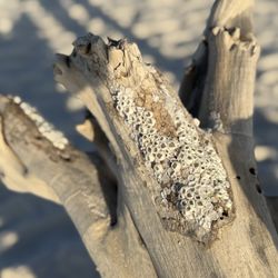 Fort Pickens Beach - Pretty drift wood