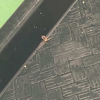 Wingstop - here's the bug on the tray - Chicken Wings Near Me - Lubbock, Texas Wingstop - here's the bug on the tray - Chicken Wings Near Me - Lubbock, Texas