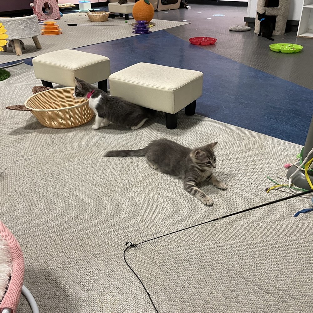 Mini Cat Town - Pet Adoption Near Me - San Jose, California Mini Cat Town - Pet Adoption Near Me - San Jose, California