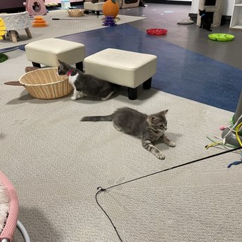 Mini Cat Town - Pet Adoption Near Me - San Jose, California