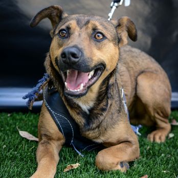 VIDA Rescue - Meet Finn! Finn's available for adoption and has been with us for a while! - Community Service/Non-Profit Near Me - Rowland Heights, California