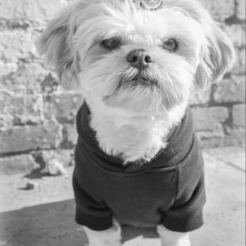 Marissa de la Photography - Mischa 10th dog birthday - Pet Photography Near Me Marissa de la Photography - Mischa 10th dog birthday - Pet Photography Near Me