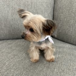 Bows and Bones Mobile Pet Salon