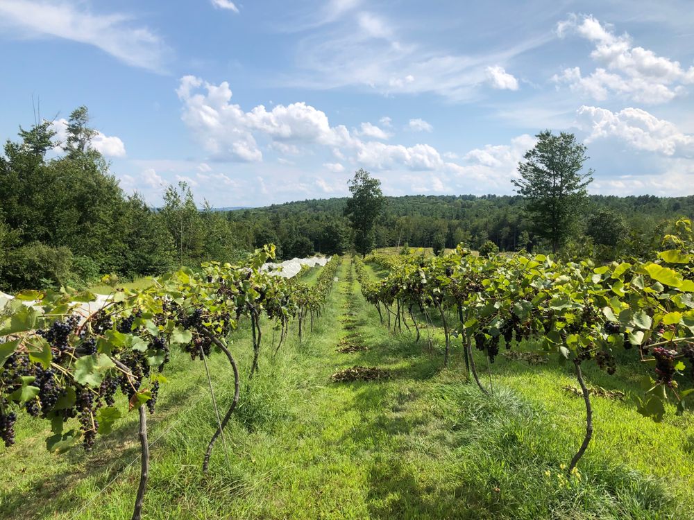 MERMAID HILL VINEYARD Updated September 2024 82 Currier Rd, Concord