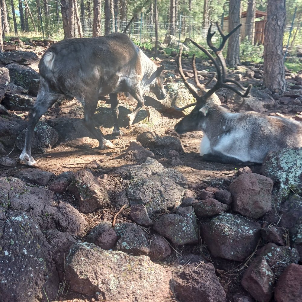 Grand Canyon Deer Farm - Zoos Near Me - Williams, Arizona Grand Canyon Deer Farm - Zoos Near Me - Williams, Arizona