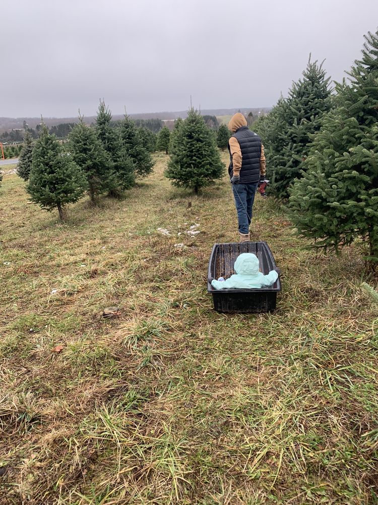 GRANGER’S CHRISTMAS TREE FARM Updated August 2024 11 Photos 380