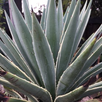 Classic Nursery - Nurseries & Gardening Near Me - Tarzana, California Classic Nursery - Nurseries & Gardening Near Me - Tarzana, California