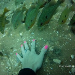 Madman Moody's Scuba Adventures - Crystal Clear water of Florida Springs...Location Rainbow River