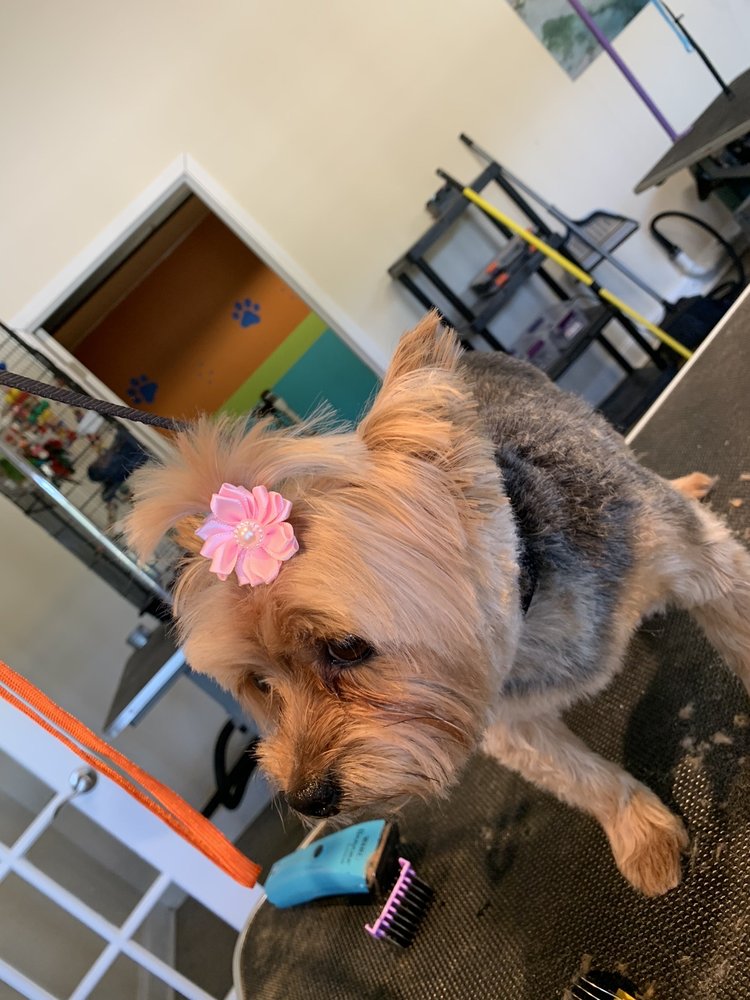 Pet Set Stay & Play