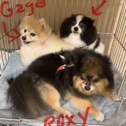 Pet Palace - The Three Amigos