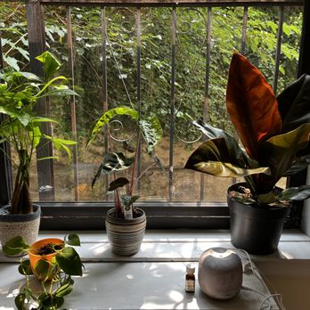 Therapy with Shanni - My office plants - Psychologists Near Me - New York, New York Therapy with Shanni - My office plants - Psychologists Near Me - New York, New York