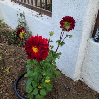 Picture Build - Landscape Architects or Designers Near Me - Sylmar, California Picture Build - Landscape Architects or Designers Near Me - Sylmar, California