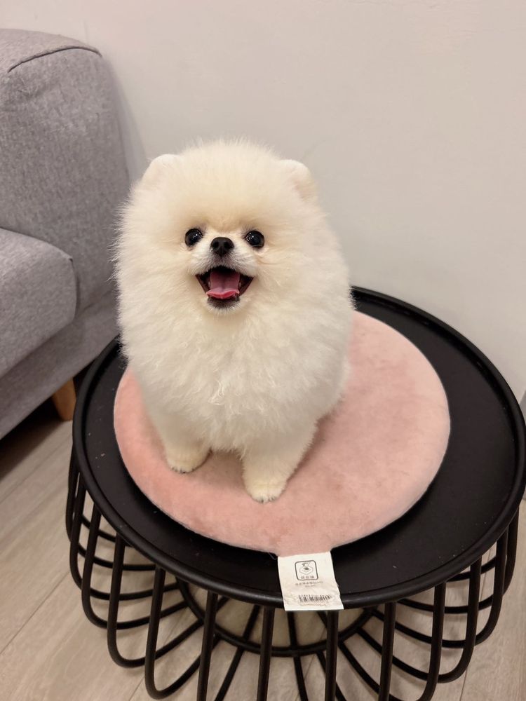 PAW PAW PET STUDIO Updated May 2024 Request an Appointment 20 Photos Queens, New York