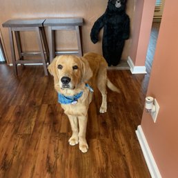 Their groomer does a great job! Their groomer does a great job!