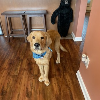 Jacksonville Pawville - Their groomer does a great job! - Pet Sitting Near Me - Jacksonville, North Carolina Jacksonville Pawville - Their groomer does a great job! - Pet Sitting Near Me - Jacksonville, North Carolina