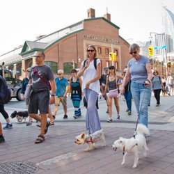 Heritage Toronto - Animals in Toronto dog walk, 2018. Image: Herman Custodio
