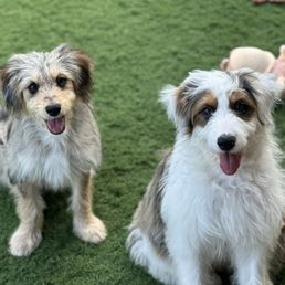 Pepper and Gunner Pepper and Gunner