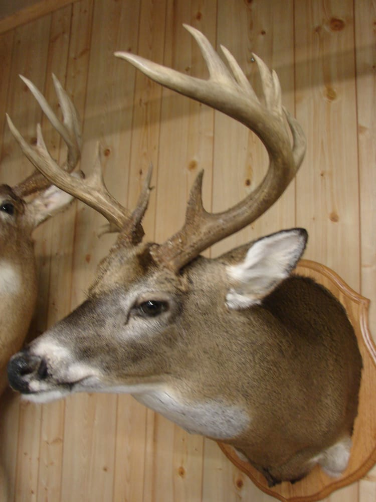 Rich's Taxidermy - taxidermy in New London, OH