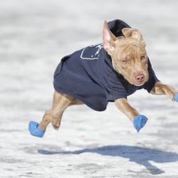 Bushwick K9 - Flying Willow
