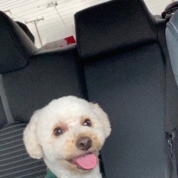 Ironmaya Pet Grooming - How he looked going in the car on the way home from the groomer - Pet Groomers Near Me - Arcadia, California Ironmaya Pet Grooming - How he looked going in the car on the way home from the groomer - Pet Groomers Near Me - Arcadia, California
