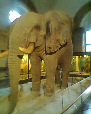 Royal Museum for Central Africa by null
