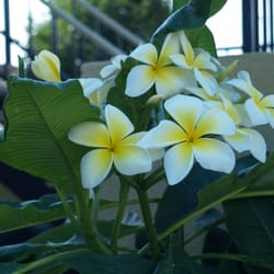 Flowers in the courtyard